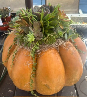 Winchester Community Center- 10/9 Pumpkin Succulent Workshop $85