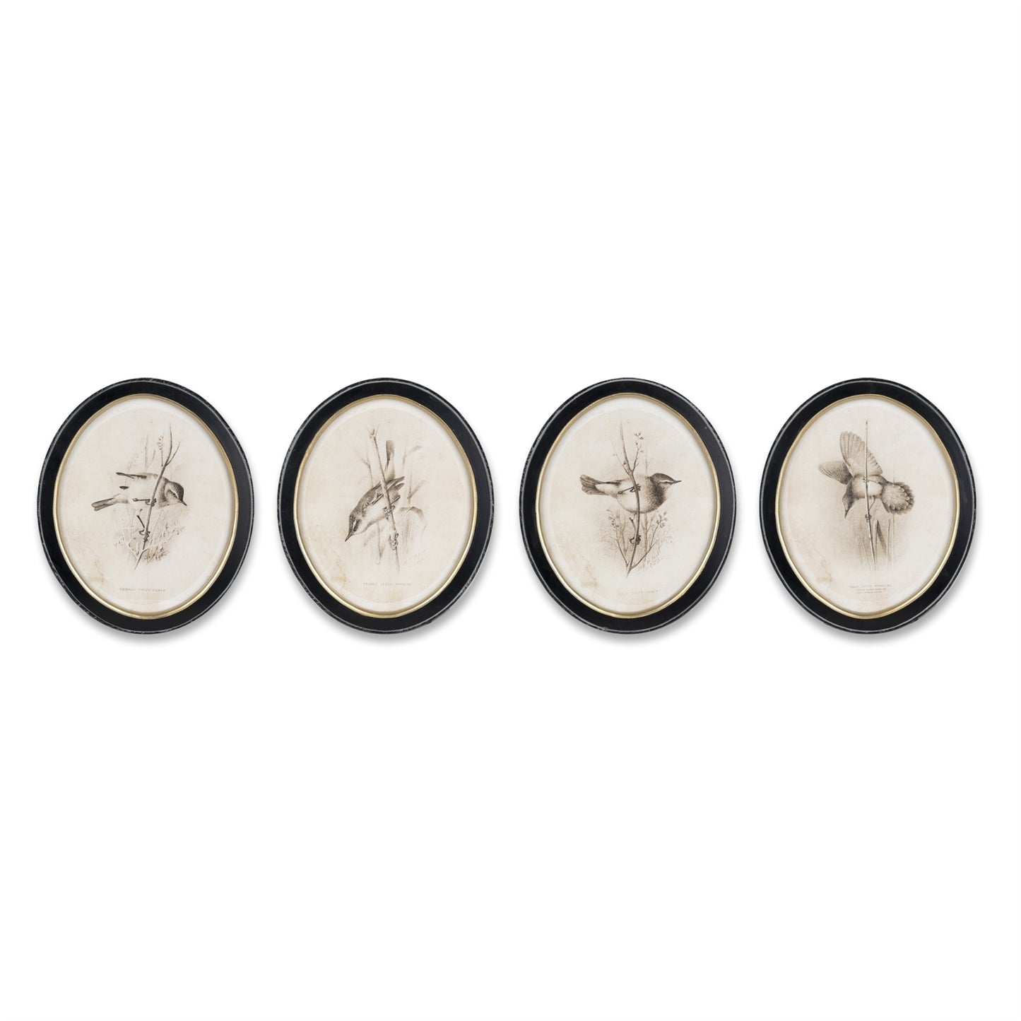 Oval Framed Bird Prints (Set of 4)
