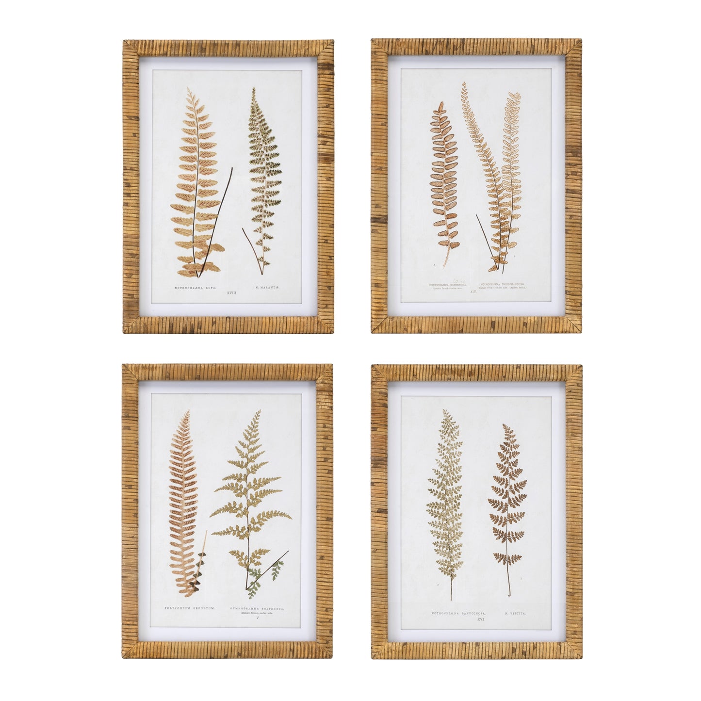 Wood Framed Fern Prints (Set of 4)