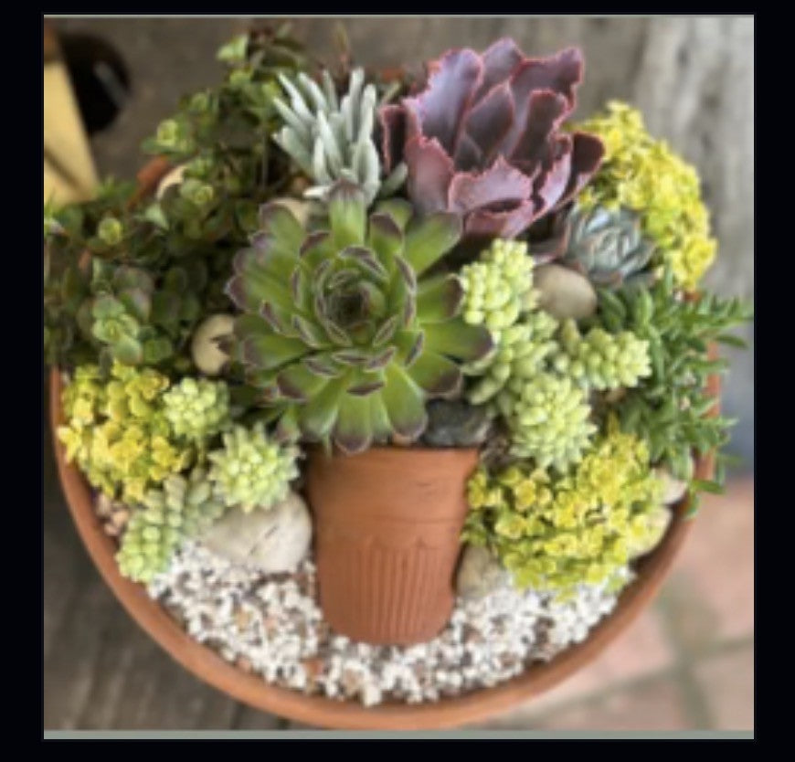 Succulent Workshop- Dora Dain Winery, Sat 3/21